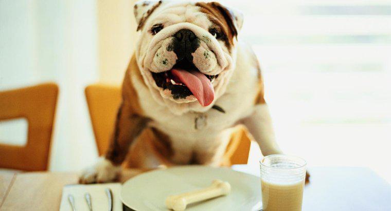 Le lait est-il bon pour les chiens ?
