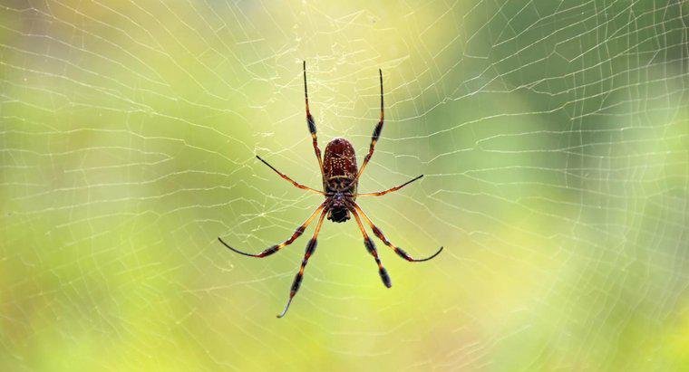 Quels sont les signes révélateurs sur la peau des morsures d'araignées?