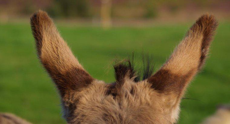 Comment faire des oreilles d'âne ?