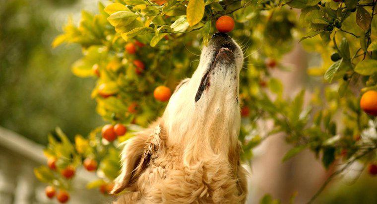 Quels fruits sont toxiques pour les chiens ?