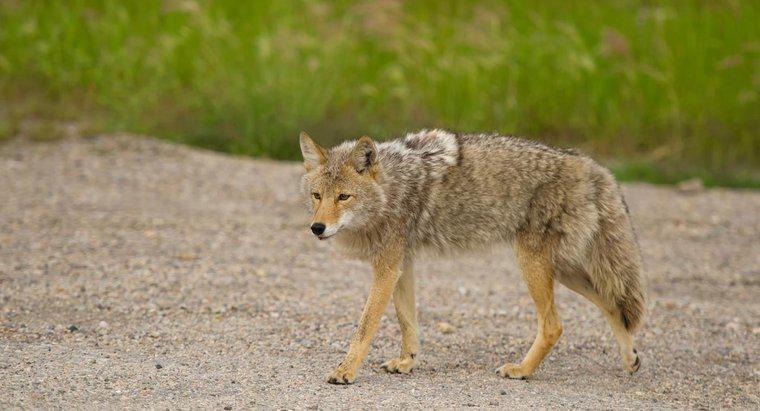 Les coyotes ont-ils des ennemis ?