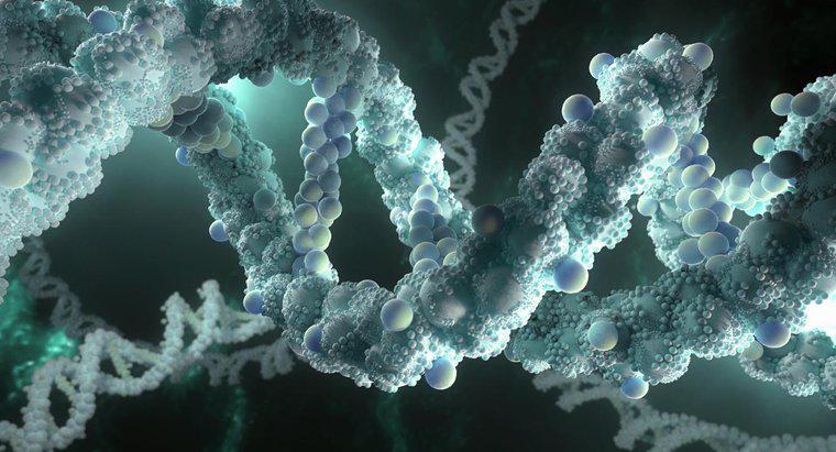 Pourquoi l'ADN doit-il être capable de faire des copies de lui-même ?