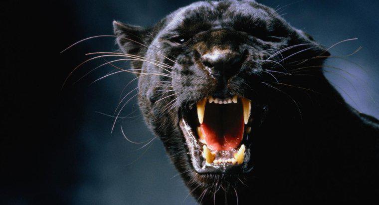 Que mangent les Black Panthers ?