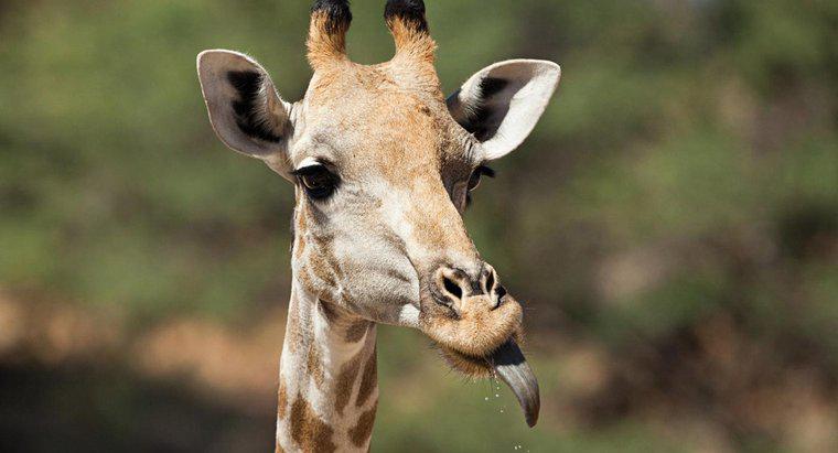 De quelle couleur est la langue d'une girafe ?