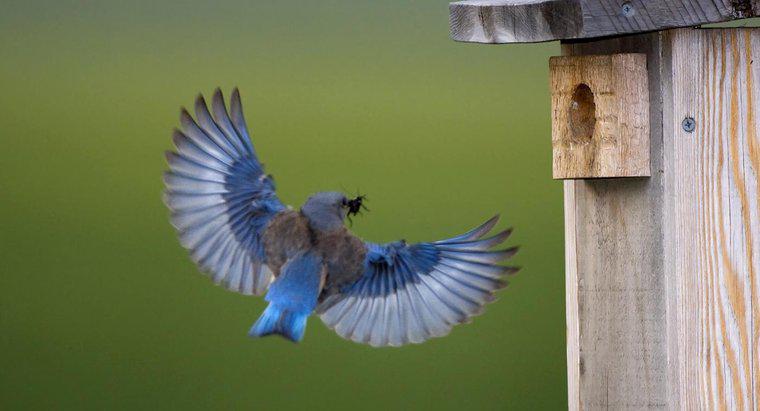 Quelle est la signification symbolique d'un oiseau bleu ?
