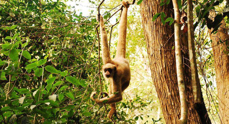 Comment les singes survivent-ils dans la jungle ?