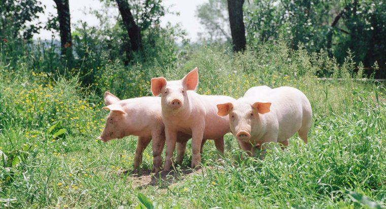 Comment appelle-t-on un groupe de porcs ?