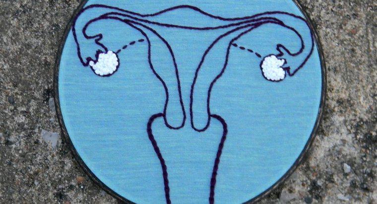 Qu'est-ce qu'une hormone produite dans les ovaires?