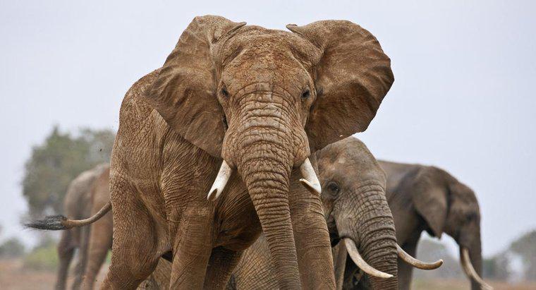 Combien y a-t-il d'éléphants dans le monde ?