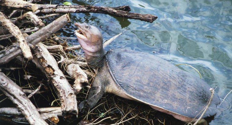 Que mangent les tortues à carapace molle ?