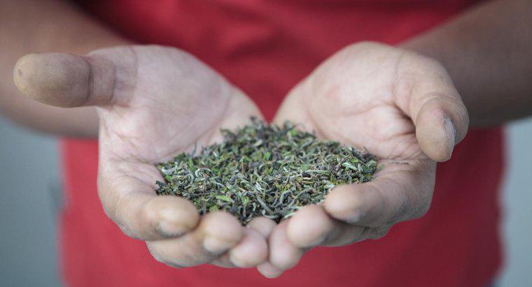 Quels sont les bienfaits du thé Darjeeling pour la santé ?