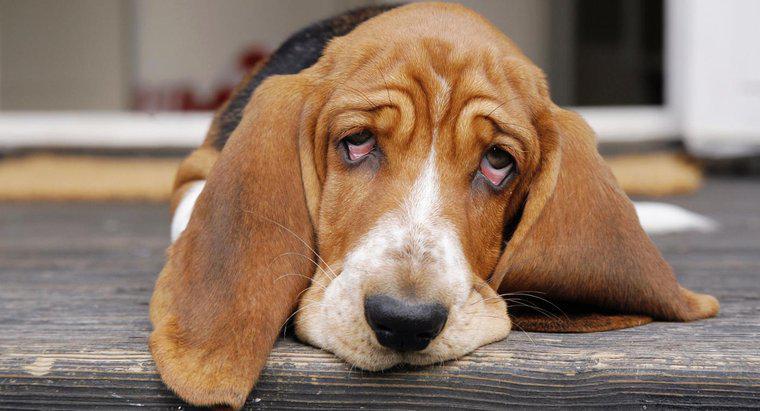 Quelle est la posologie recommandée d'ibuprofène pour les chiens?