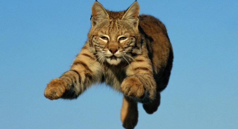 À quelle vitesse un Bobcat peut-il courir?