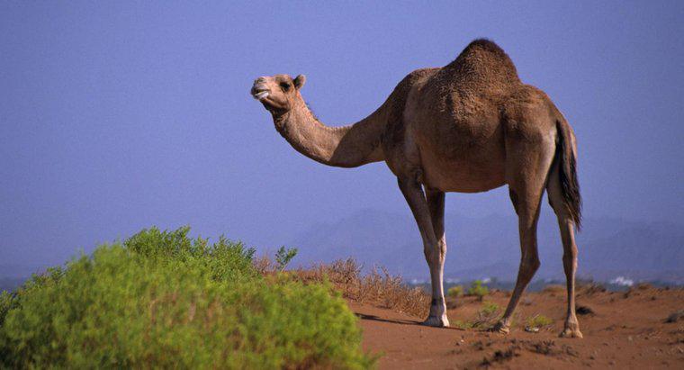Qu'est-ce qui est stocké dans une bosse de chameau?