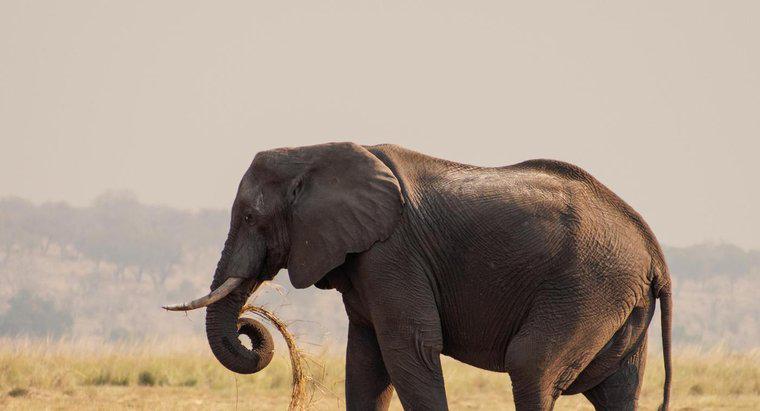 Quel est le plus gros éléphant ?