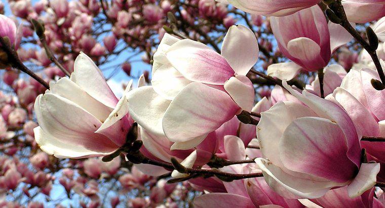 Comment tailler un magnolia ?