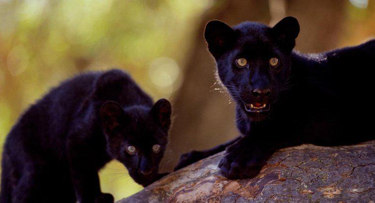 Où vivent les Black Panthers ?