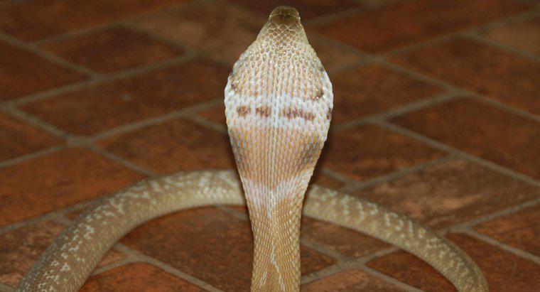 Combien de temps vivent les cobras ?