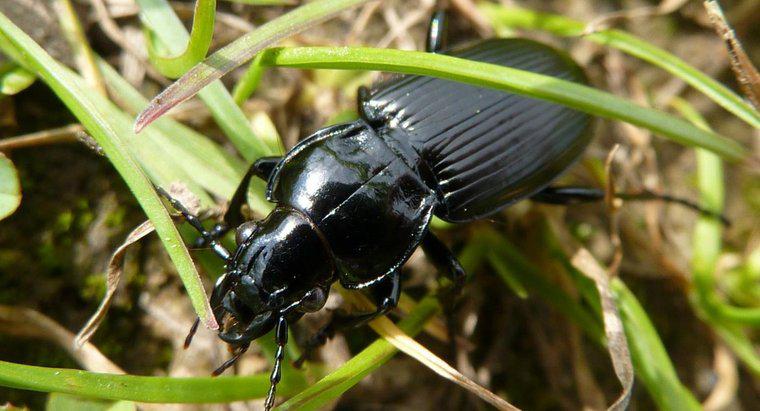 Que mangent les coléoptères noirs ?