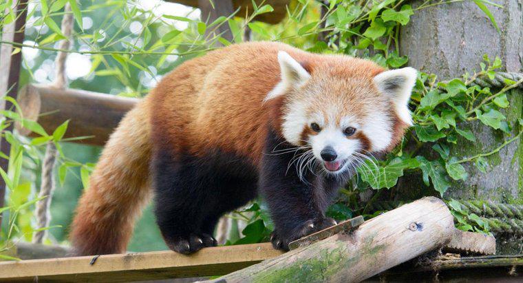 À quoi ressemble Firefox ou Red Panda ?