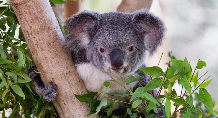Les koalas mangent-ils du bambou ?