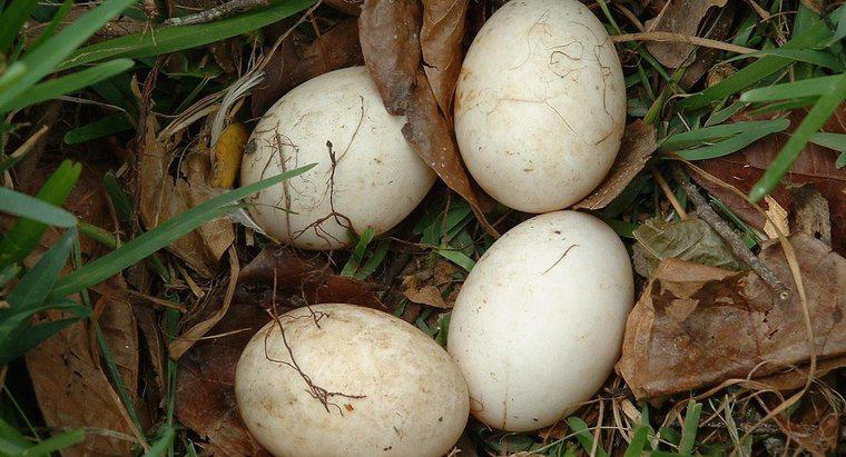 Comment prendre soin d'un œuf d'oiseau non éclos ?