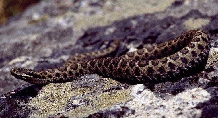 Y a-t-il des serpents venimeux en Italie ?