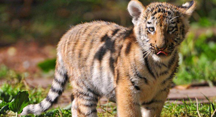 Combien de temps faut-il pour qu'un bébé tigre se forme dans l'utérus ?