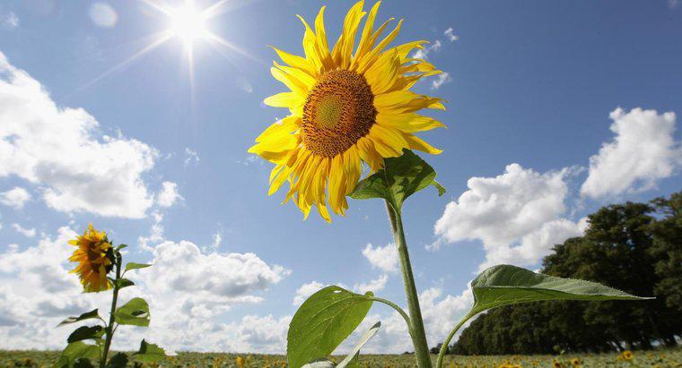 Quel pourcentage de l'énergie solaire les plantes utilisent-elles ?