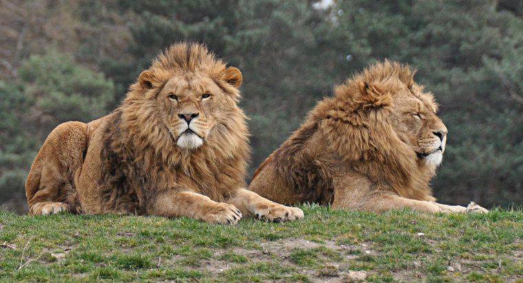 Combien de Lions y a-t-il dans le monde ?