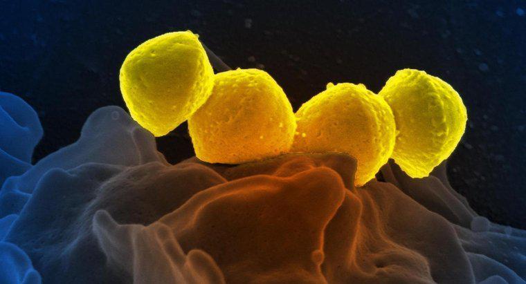 Les bactéries meurent-elles lorsqu'elles sont congelées ?