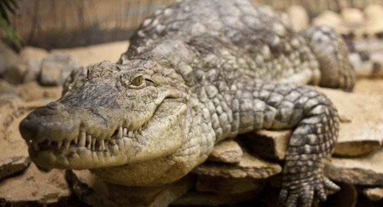 Dans quel habitat vivent les crocodiles ?