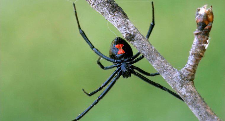 Quelles sont les caractéristiques d'identification d'une araignée veuve noire?