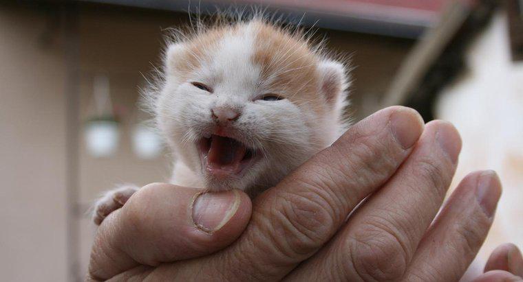Quand est-il sécuritaire de toucher des chatons nouveau-nés ?