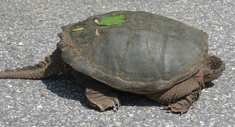 Pourquoi les tortues ont-elles des queues ?