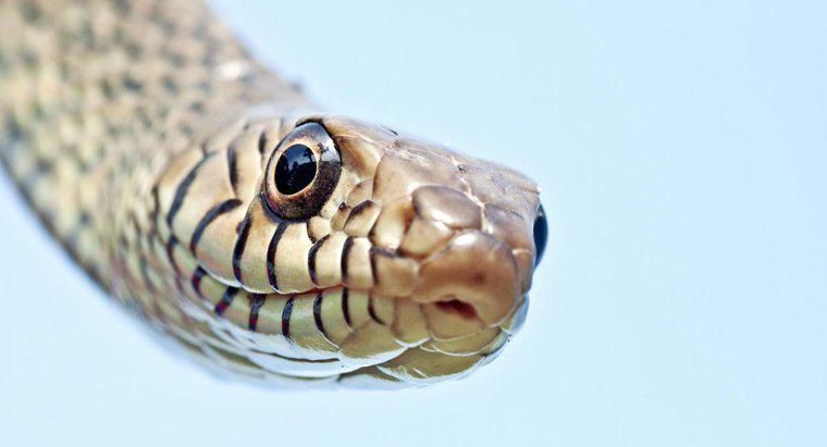 Combien y a-t-il de serpents dans le monde ?
