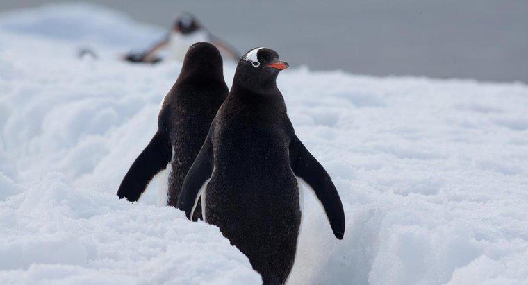 Où vivent les pingouins dans la nature ?