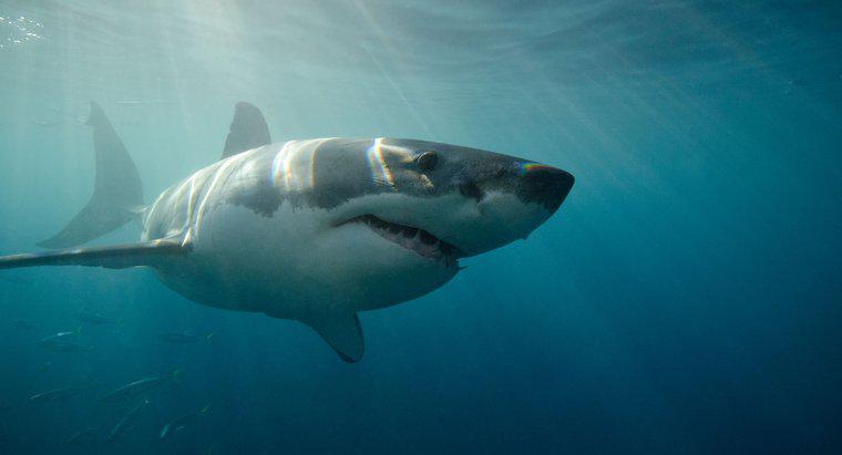 À quelle vitesse un grand requin blanc peut-il nager ?