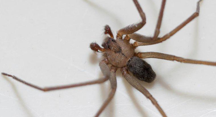 À quoi ressemble une morsure d'araignée recluse brune ?