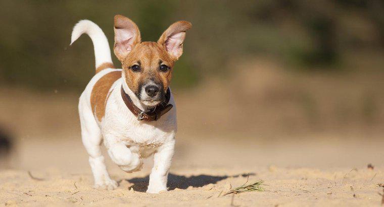 Comment prendre soin d'un Jack Russell Terrier à pattes courtes ?