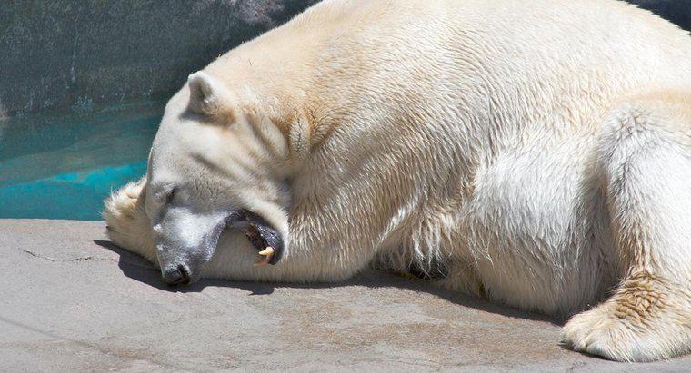 Pourquoi les ours polaires ont-ils de grandes pattes ?