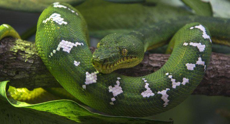 Quel est le nom scientifique d'un serpent ?