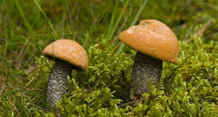 Quels sont les champignons d'automne communs du Michigan?