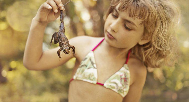 Comment savoir si une grenouille est un garçon ou une fille ?