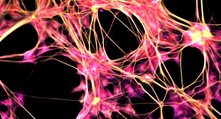 Quel est le but du système nerveux central?