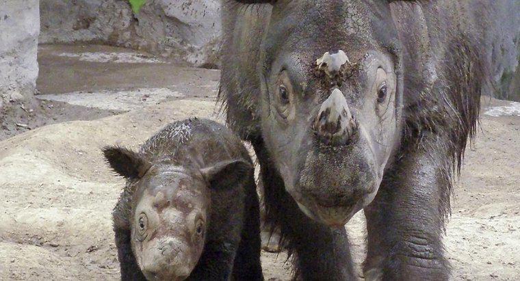 Pourquoi les rhinocéros sont-ils en danger ?