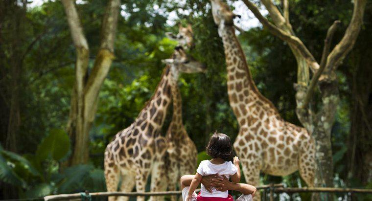 Pourquoi les zoos sont-ils importants ?