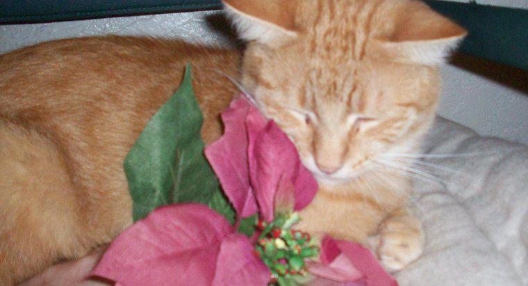 Les plantes de poinsettia sont-elles toxiques pour les chats ?