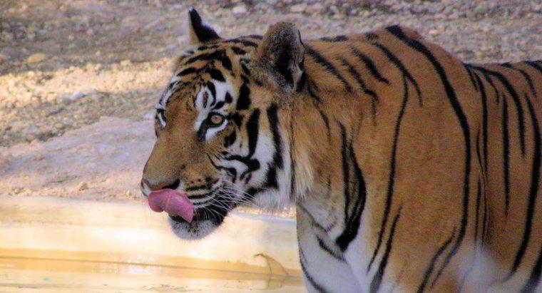 Un tigre est-il omnivore, carnivore ou herbivore ?