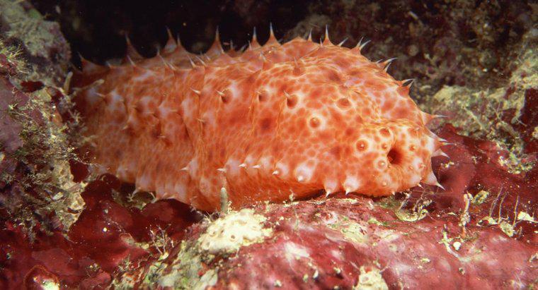 Quel est le mécanisme de défense du concombre de mer ?